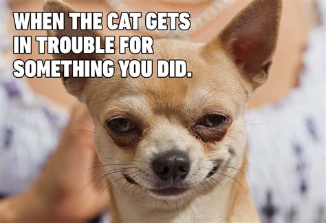 Top 20 Hilarious Chihuahua Memes That Will Brighten Your Day: The Funniest Chihuahua Reactions and Expressions Taking Over the Internet