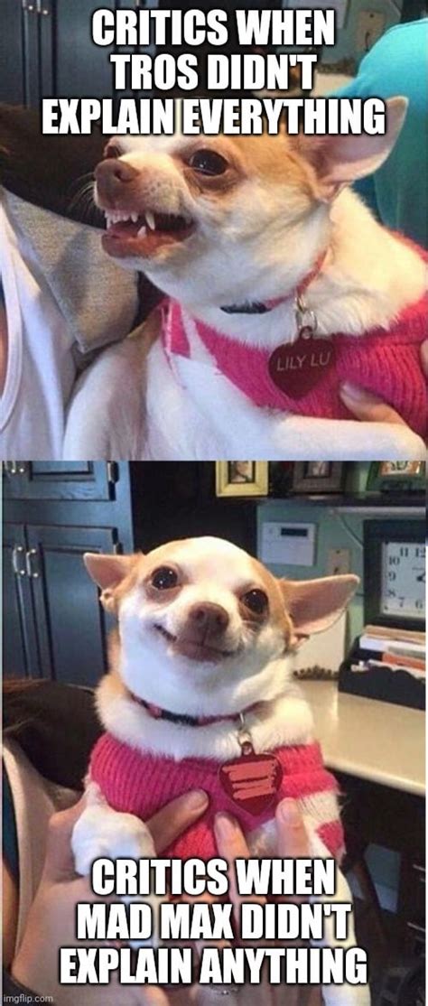 Top 20 Hilarious Chihuahua Memes That Will Brighten Your Day: The Funniest Chihuahua Reactions and Expressions Taking Over the Internet