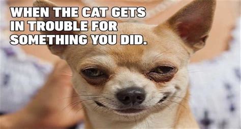 Top 20 Hilarious Chihuahua Memes That Will Brighten Your Day: The Funniest Chihuahua Reactions and Expressions Taking Over the Internet