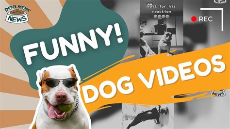 10 Funniest Dog Videos That Will Have You Laughing Out Loud: Hilarious Canine Moments You Can't Miss